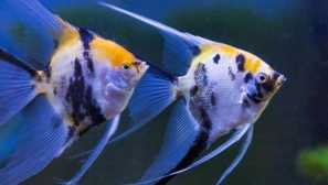 Как да разграничим жена от мъжката скария ?